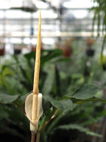 preview Amorphophallus atroviridis Hett.